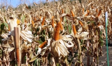 Exporturile de cereale în blocaj: recolta de porumb din 2023 stă ...