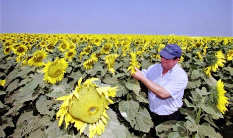 Boom la exportul de floarea soarelui: Preţul mic în ţară scoate marfa în afară