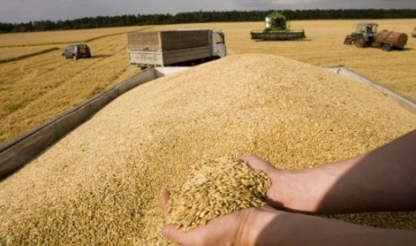 De ce prețul grâului a atins noi minime istorice pe piața europeană