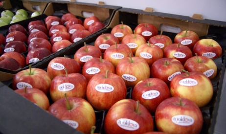 Министерство экономики ищет яблоки для школ ...