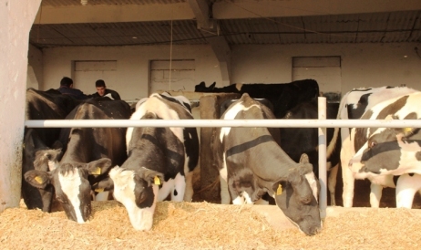 Cum stimulează Guvernul producţia de lapte de vacă: 3 lei pentru un kilogram