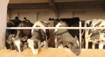Cum stimulează Guvernul producţia de lapte de vacă: 3 lei pentru ...