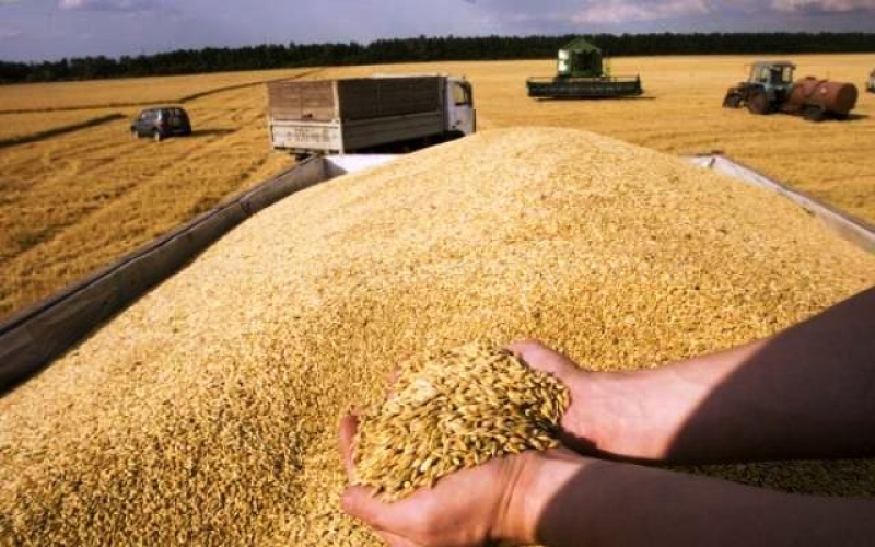 Seceta a dus la scăderea recoltei de cereale, respectiv și a exporturilor