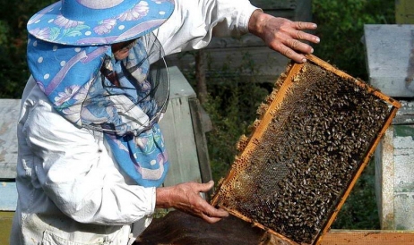 Aproape jumătate din mierea consumată în Uniunea Europeană este „falsă”. O parte ...