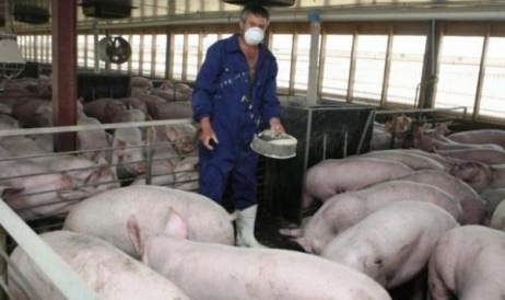 O companie va primi despăgubiri de 63,6 milioane de lei pentru sacrificarea porcilor