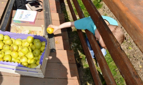 90% din exportul de mere se efectua în Rusia. Efectele noului embargou