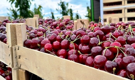 Vindem mult și ieftin: exportul de cireșe și vișine din Moldova a crescut ...
